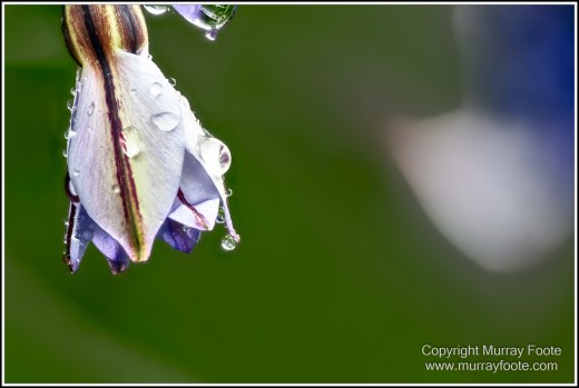Australia, Canberra, Focus stacking, Landscape, Macro, Nature, Photography, Travel, Wildlife