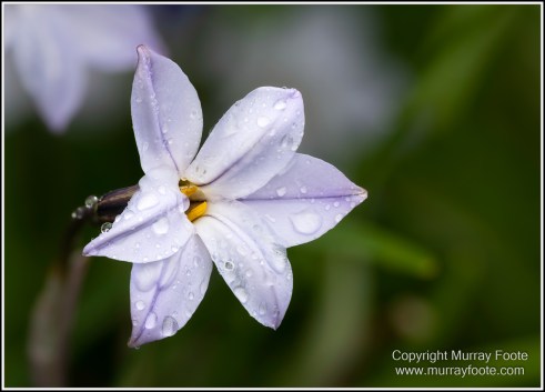 Australia, Canberra, Focus stacking, Landscape, Macro, Nature, Photography, Travel, Wildlife