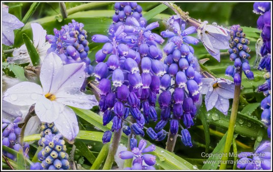 Australia, Canberra, Focus stacking, Landscape, Macro, Nature, Photography, Travel, Wildlife