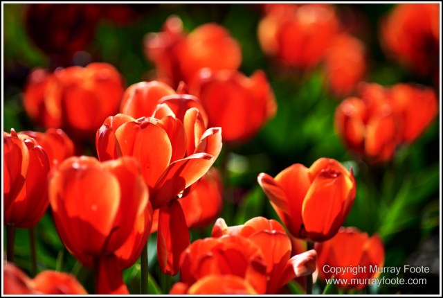 Australia, Canberra, Floriade, Flowers, Focus stacking, Landscape, Macro, Nature, Photography, Travel, Wildlife