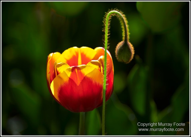 Australia, Canberra, Floriade, Flowers, Focus stacking, Landscape, Macro, Nature, Photography, Travel, Wildlife