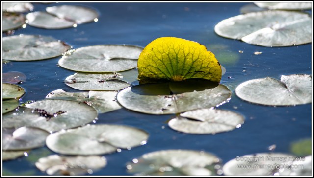 Australia, Canberra, Floriade, Flowers, Focus stacking, Landscape, Macro, Nature, Photography, Travel, Wildlife