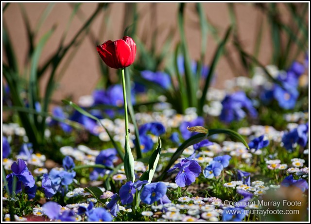 Australia, Canberra, Floriade, Flowers, Focus stacking, Landscape, Macro, Nature, Photography, Travel, Wildlife