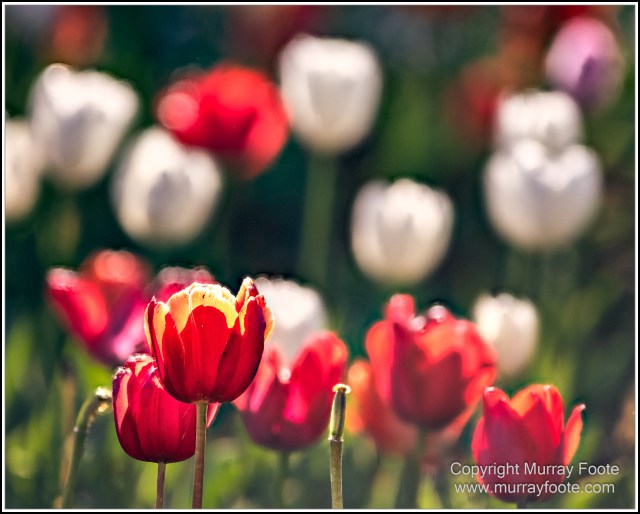 Australia, Canberra, Floriade, Flowers, Focus stacking, Landscape, Macro, Nature, Photography, Travel, Wildlife
