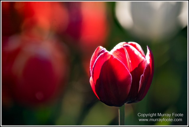 Australia, Canberra, Floriade, Flowers, Focus stacking, Landscape, Macro, Nature, Photography, Travel, Wildlife