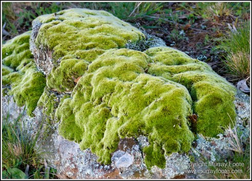Australia, Canberra, Focus stacking, Landscape, Macro, Nature, Photography, Travel, Wildlife