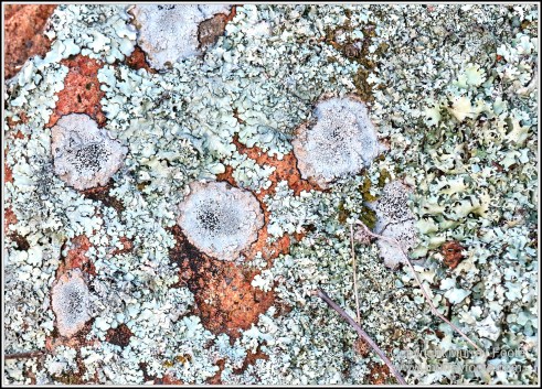 Australia, Canberra, Focus stacking, Landscape, Macro, Nature, Photography, Travel, Wildlife