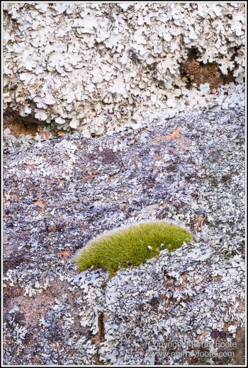 Australia, Canberra, Focus stacking, Landscape, Macro, Nature, Photography, Travel, Wildlife