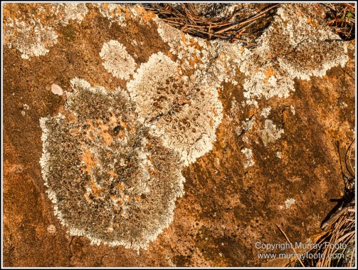 Australia, Canberra, Focus stacking, Landscape, Macro, Nature, Photography, Travel, Wildlife