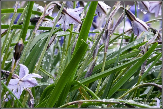 Australia, Canberra, Focus stacking, Landscape, Macro, Nature, Photography, Travel, Wildlife
