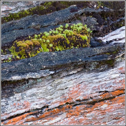 Australia, Canberra, Focus stacking, Landscape, Macro, Nature, Photography, Travel, Wildlife