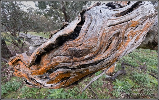 Australia, Canberra, Focus stacking, Landscape, Macro, Nature, Photography, Travel, Wildlife