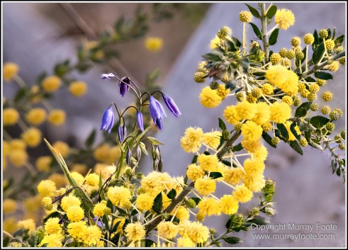 Australia, Canberra, Focus stacking, Landscape, Macro, Nature, Photography, Travel, Wildlife