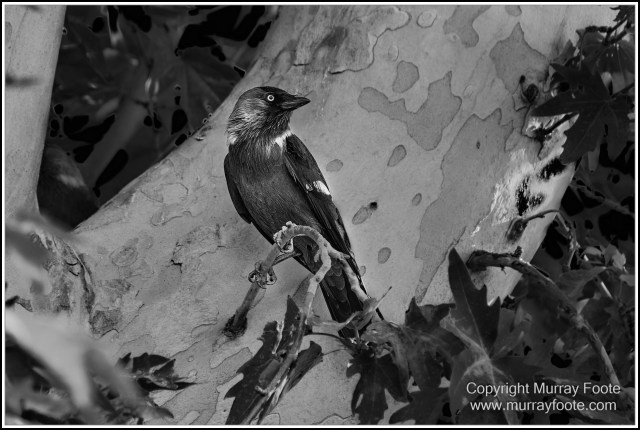 Architecture, Black and White, History, Landscape, Monochrome, Photography, Shakhrisabz, Street photography, Travel, Uzbekistan, Wildlife