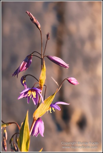 Australia, Canberra, Focus stacking, Landscape, Macro, Nature, Photography, Travel, Wildlife