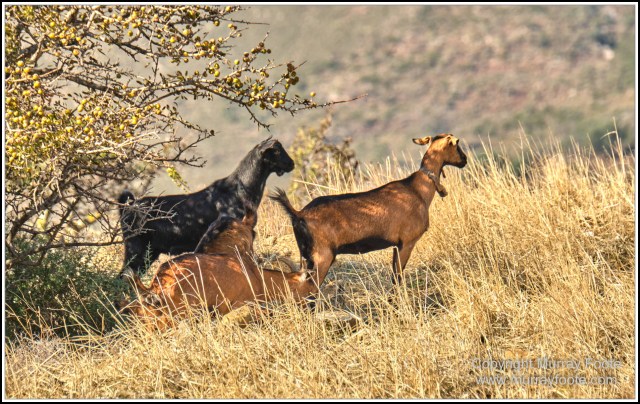 Architecture, Crete, Greece, History, Hora Sfakion, Landscape, Photography, Street photography, Travel