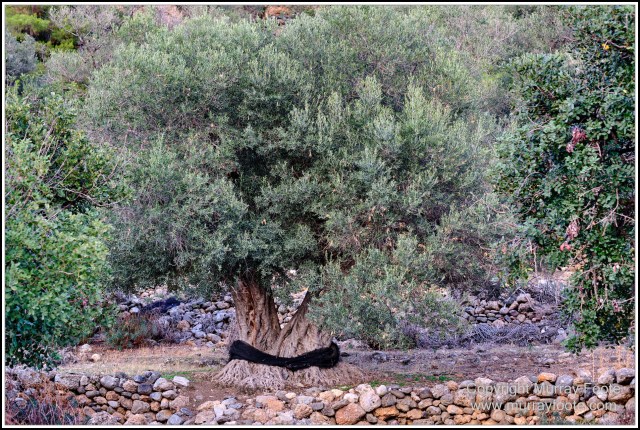 Archaeology, Crete, Greece, History, Landscape, Nature, Photography, seascape, Sougia, Syia, Travel