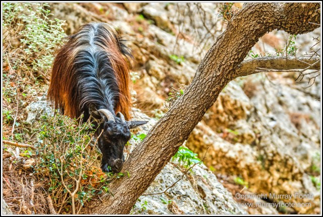Crete, Greece, History, Landscape, Lissos, Nature, Photography, Sougia, Street photography, Travel