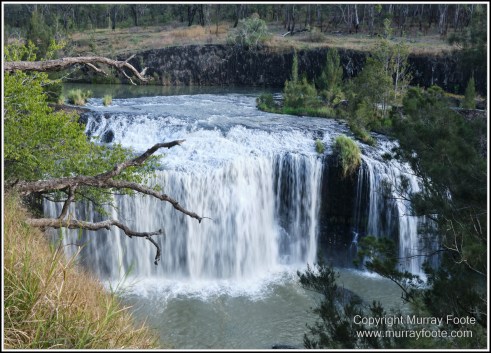 Atherton Tablelands, Big Millstream Falls, Curtain Fig Tree, Hastie's Swamp, Herberton, Landscape, Macro, Nature, Photography, Travel, Tully Gorge, Wilderness, Wildlife