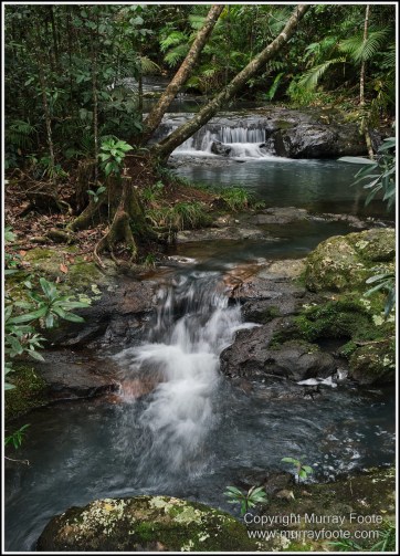 Atherton Tablelands, Big Millstream Falls, Curtain Fig Tree, Hastie's Swamp, Herberton, Landscape, Macro, Nature, Photography, Travel, Tully Gorge, Wilderness, Wildlife