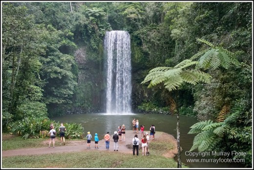 Atherton Tablelands, Grey-headed Robin, Hastie's Swamp, Krefft's turtle, Landscape, Macro, Malanda Falls, Millaa Millaa Falls, Nature, Photography, Red-legged pademelon, Sugar glider, Travel, Wilderness, Wildlife, Zillie Falls