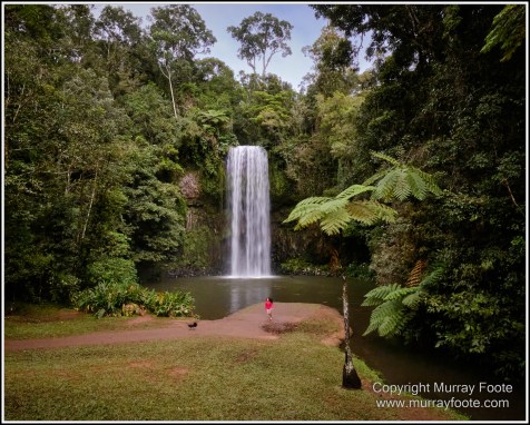 Atherton Tablelands, Grey-headed Robin, Hastie's Swamp, Krefft's turtle, Landscape, Macro, Malanda Falls, Millaa Millaa Falls, Nature, Photography, Red-legged pademelon, Sugar glider, Travel, Wilderness, Wildlife, Zillie Falls