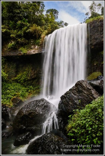 Atherton Tablelands, Grey-headed Robin, Hastie's Swamp, Krefft's turtle, Landscape, Macro, Malanda Falls, Millaa Millaa Falls, Nature, Photography, Red-legged pademelon, Sugar glider, Travel, Wilderness, Wildlife, Zillie Falls