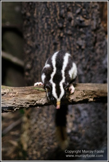 Atherton Tablelands, Dinner Falls, Hastie's Swamp, Landscape, Mount Hypipamee National Park, Nature, Photography, Striped Possum, Sugar glider, Travel, Wilderness, Wildlife, Zillie Falls