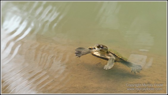Atherton Tablelands, Grey-headed Robin, Hastie's Swamp, Krefft's turtle, Landscape, Macro, Malanda Falls, Millaa Millaa Falls, Nature, Photography, Red-legged pademelon, Sugar glider, Travel, Wilderness, Wildlife, Zillie Falls