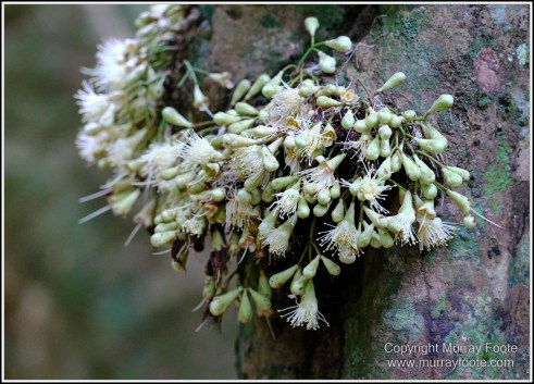 Atherton Tablelands, Grey-headed Robin, Hastie's Swamp, Krefft's turtle, Landscape, Macro, Malanda Falls, Millaa Millaa Falls, Nature, Photography, Red-legged pademelon, Sugar glider, Travel, Wilderness, Wildlife, Zillie Falls