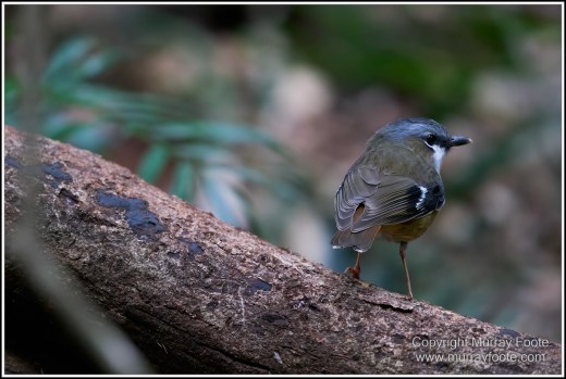 Atherton Tablelands, Grey-headed Robin, Hastie's Swamp, Krefft's turtle, Landscape, Macro, Malanda Falls, Millaa Millaa Falls, Nature, Photography, Red-legged pademelon, Sugar glider, Travel, Wilderness, Wildlife, Zillie Falls
