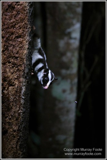 Atherton Tablelands, Grey-headed Robin, Hastie's Swamp, Krefft's turtle, Landscape, Macro, Malanda Falls, Millaa Millaa Falls, Nature, Photography, Red-legged pademelon, Sugar glider, Travel, Wilderness, Wildlife, Zillie Falls