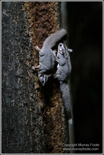 Atherton Tablelands, Grey-headed Robin, Hastie's Swamp, Krefft's turtle, Landscape, Macro, Malanda Falls, Millaa Millaa Falls, Nature, Photography, Red-legged pademelon, Sugar glider, Travel, Wilderness, Wildlife, Zillie Falls