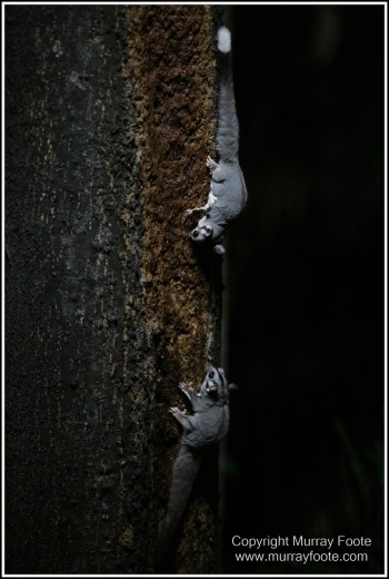 Atherton Tablelands, Grey-headed Robin, Hastie's Swamp, Krefft's turtle, Landscape, Macro, Malanda Falls, Millaa Millaa Falls, Nature, Photography, Red-legged pademelon, Sugar glider, Travel, Wilderness, Wildlife, Zillie Falls