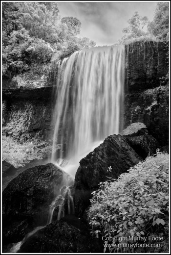 Atherton Tablelands, Black and White, Cathedral Fig Tree, Curtain Fig Tree, Herberton, Infrared, Landscape, Monochrome, Nature, Photography, Striped Possum, Sugar glider, Travel, Waterfall, Wildlife