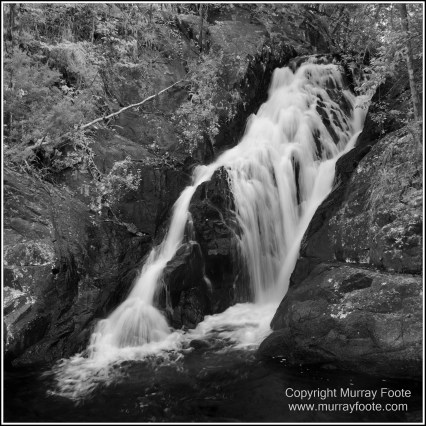 Atherton Tablelands, Black and White, Cathedral Fig Tree, Curtain Fig Tree, Herberton, Infrared, Landscape, Monochrome, Nature, Photography, Striped Possum, Sugar glider, Travel, Waterfall, Wildlife