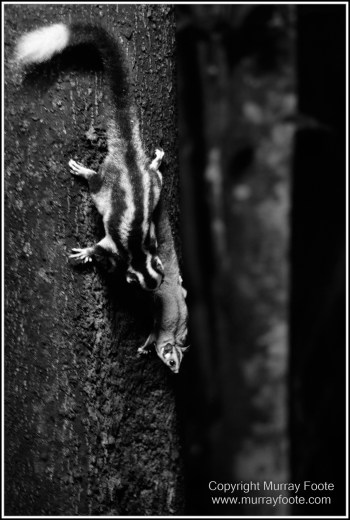 Atherton Tablelands, Black and White, Cathedral Fig Tree, Curtain Fig Tree, Herberton, Infrared, Landscape, Monochrome, Nature, Photography, Striped Possum, Sugar glider, Travel, Waterfall, Wildlife