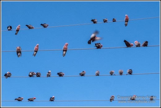 Atherton Tablelands, Infrared, Landscape, Laura, Nature, Photography, Travel, Wilderness, Wildlife