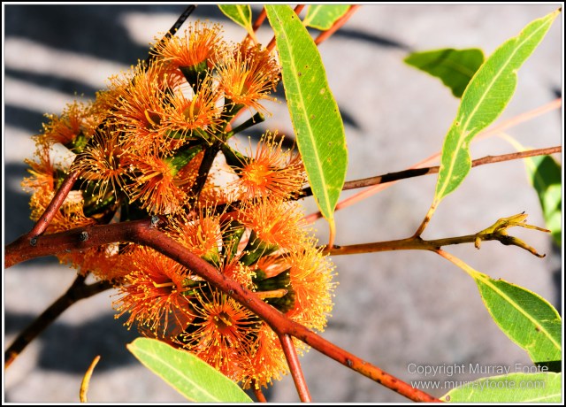 Landscape, Laura, Macro, Nature, Photography, Queensland, Rock Art, Travel, Wilderness, Wildlife