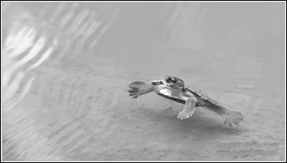 Atherton Tablelands, Black and White, Cathedral Fig Tree, Curtain Fig Tree, Herberton, Infrared, Landscape, Monochrome, Nature, Photography, Striped Possum, Sugar glider, Travel, Waterfall, Wildlife
