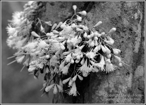Atherton Tablelands, Black and White, Cathedral Fig Tree, Curtain Fig Tree, Herberton, Infrared, Landscape, Monochrome, Nature, Photography, Striped Possum, Sugar glider, Travel, Waterfall, Wildlife