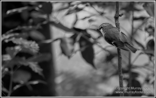 Atherton Tablelands, Black and White, Cathedral Fig Tree, Curtain Fig Tree, Herberton, Infrared, Landscape, Monochrome, Nature, Photography, Striped Possum, Sugar glider, Travel, Waterfall, Wildlife