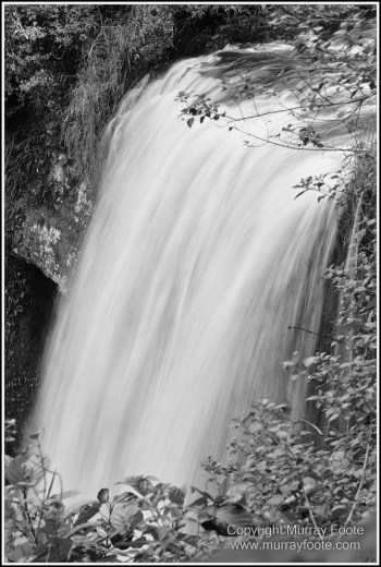 Atherton Tablelands, Black and White, Cathedral Fig Tree, Curtain Fig Tree, Herberton, Infrared, Landscape, Monochrome, Nature, Photography, Striped Possum, Sugar glider, Travel, Waterfall, Wildlife