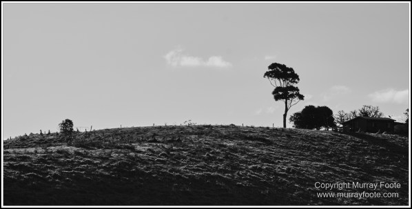 Atherton Tablelands, Black and White, Cathedral Fig Tree, Curtain Fig Tree, Herberton, Infrared, Landscape, Monochrome, Nature, Photography, Striped Possum, Sugar glider, Travel, Waterfall, Wildlife