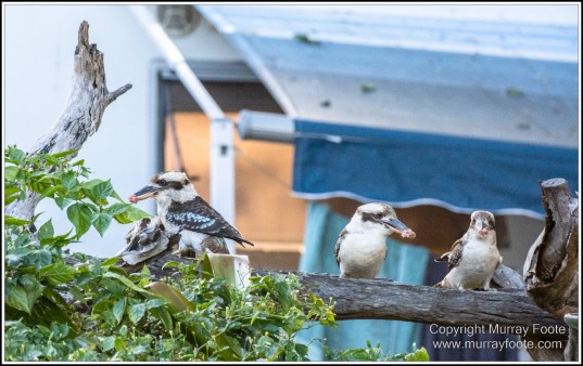 Atherton Tablelands, Infrared, Landscape, Laura, Nature, Photography, Travel, Wilderness, Wildlife