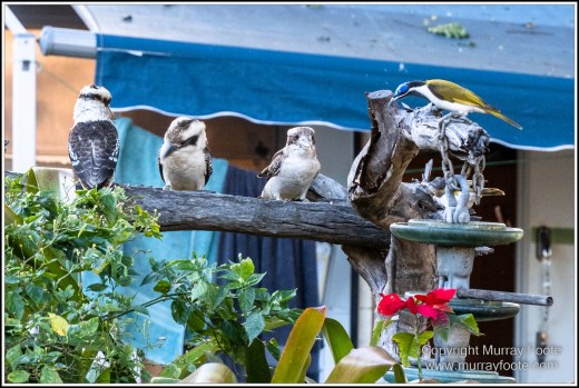 Atherton Tablelands, Infrared, Landscape, Laura, Nature, Photography, Travel, Wilderness, Wildlife