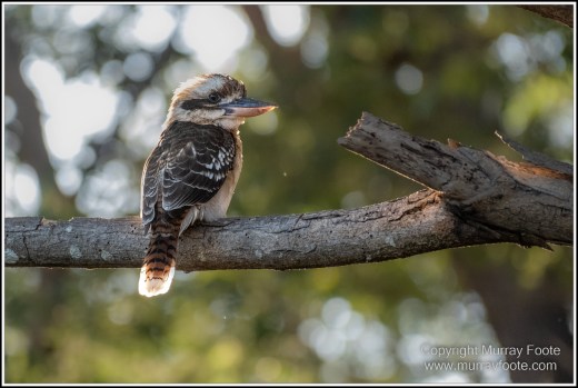 Atherton Tablelands, Infrared, Landscape, Laura, Nature, Photography, Travel, Wilderness, Wildlife