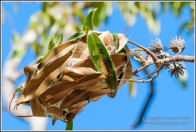 Landscape, Laura, Nature, Photography, Rock Art, Travel, Wilderness, Wildlife