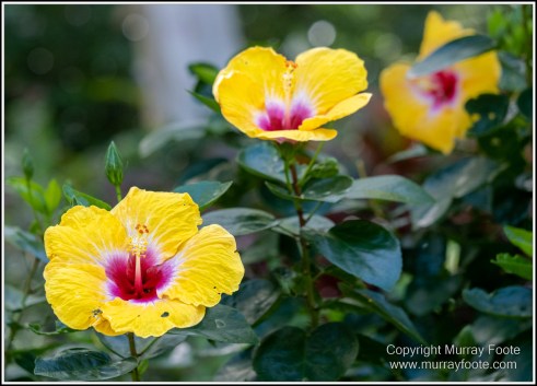 Landscape, Macro, Nature, Photography, Queensland, Rock Art, Travel, Wilderness
