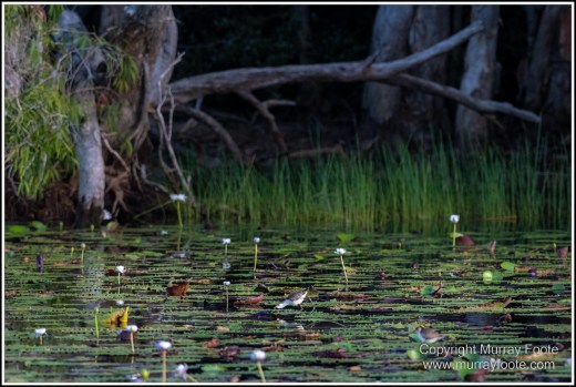 Abstract, Birds, Landscape, Mulbabidgee, Nature, Photography, Queensland, Travel, Wetlands, Wilderness, Wildlife